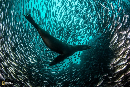 Galapagos Marine Reserve