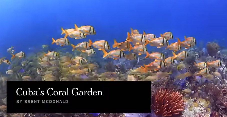 cuba coral garden