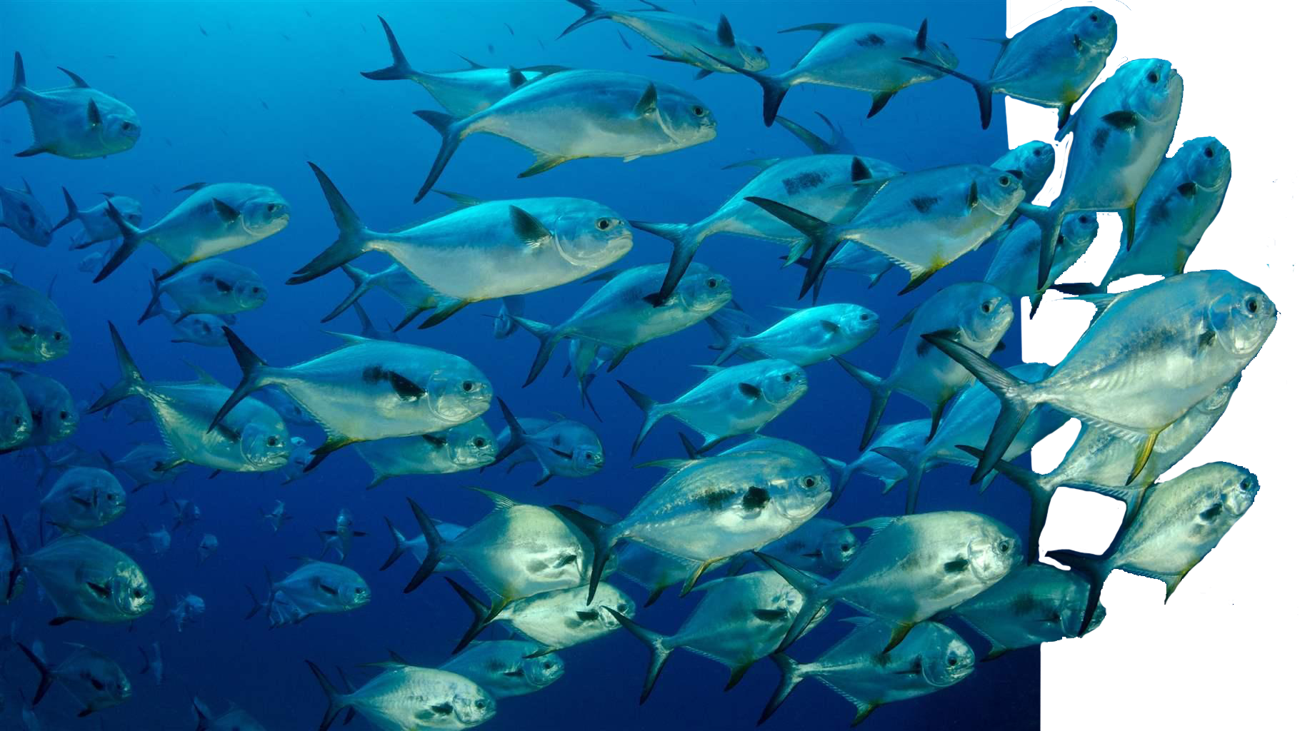 school of fish copy