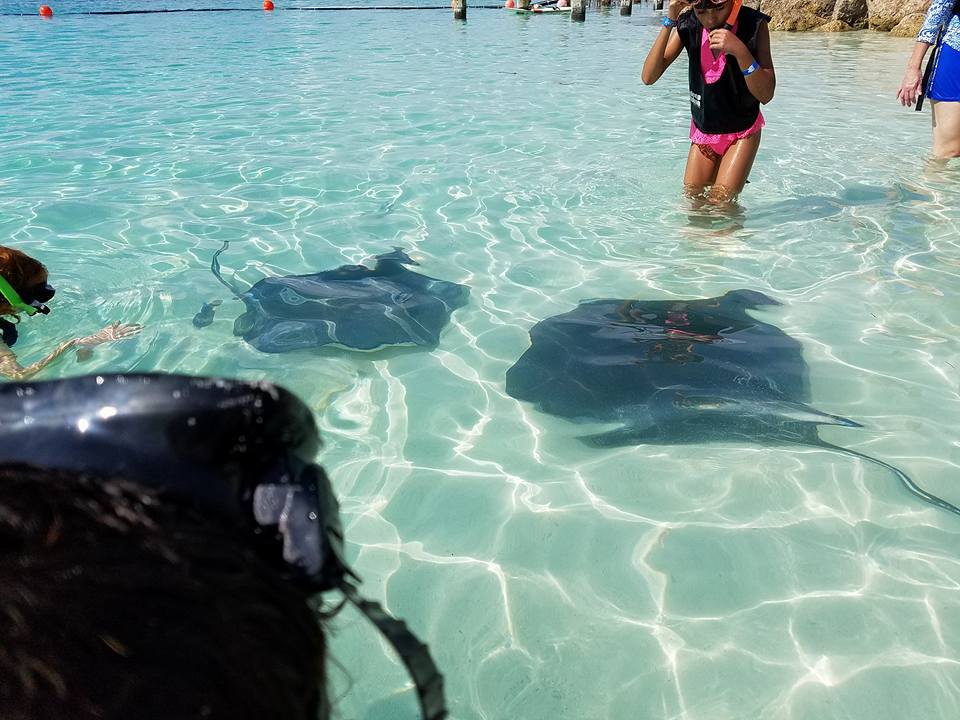 mantarays